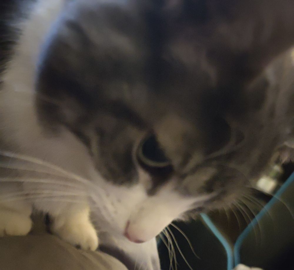 My cat, Zeus giving da side eye.