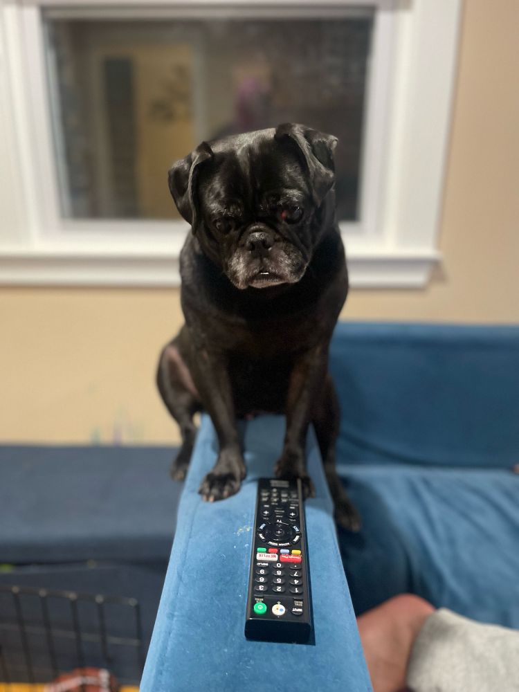 Black pug balancing on a couch arm 
