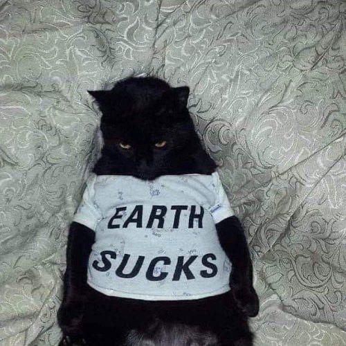 Photo of a black cat wearing a white t-shirt that says “Earth Sucks”  