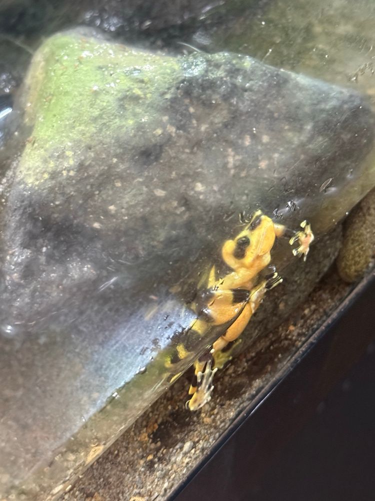 Panama gold frog