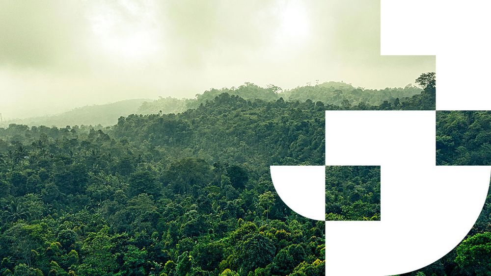 An evergreen forest in Banten, Indonesia. Credit: Tom Fisk, Pexels.