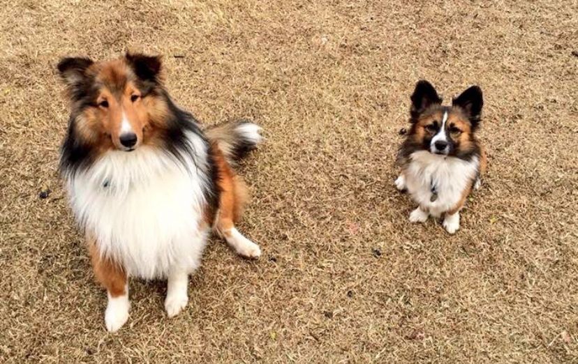 Two dogs sitting like good boys on brown winter grass. On the left is a Sheltie with reddish brown, black and white markings. On the right is a Corgi with comically almost identical markings. 