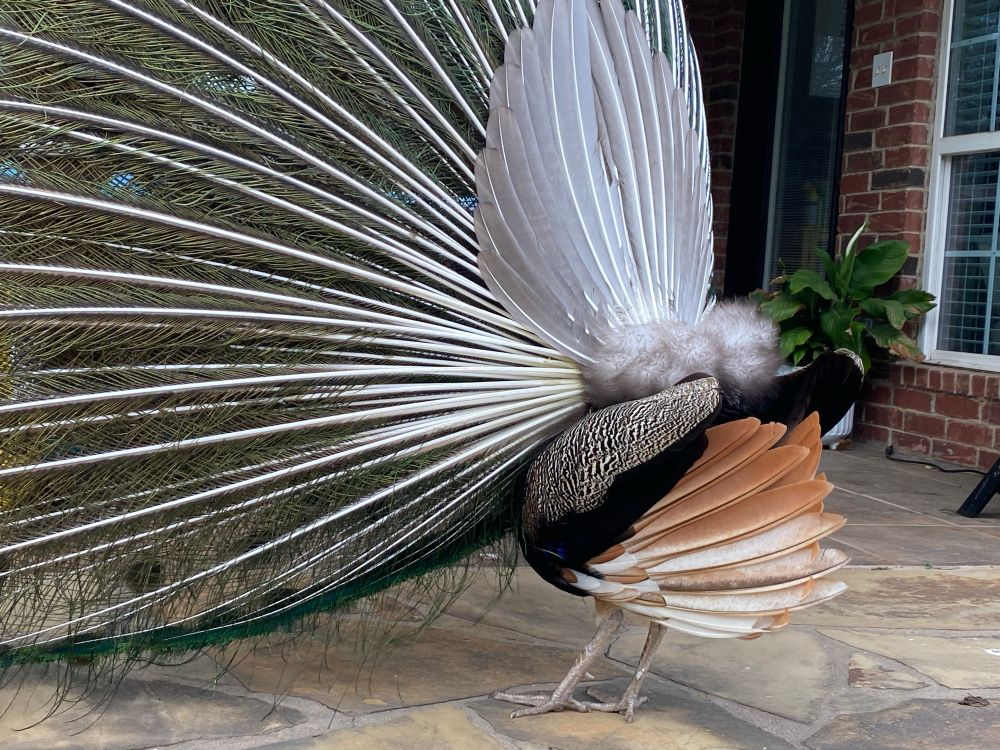 Photo of the south end of a north-bound adult peacock. 