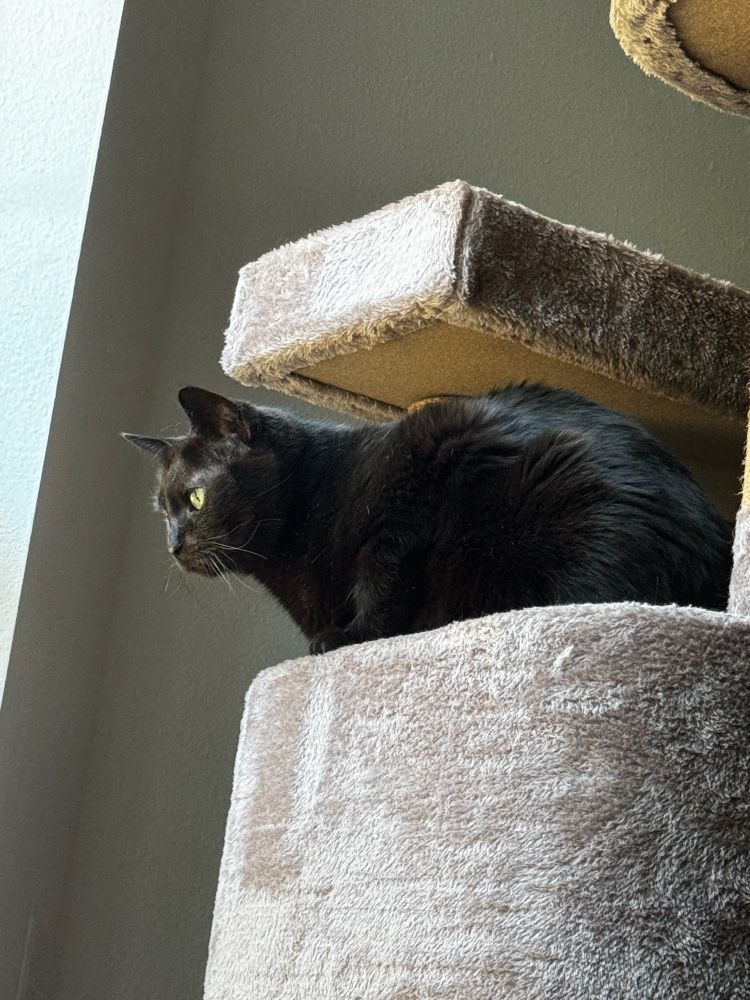 black cat on cat condo watches out the window
