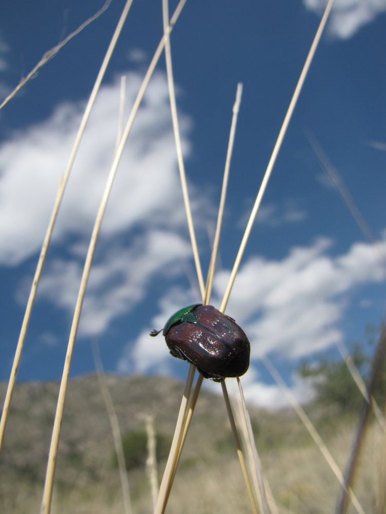 Green headed brown beetle clinging to long grass stems with the blue sky in the background.
