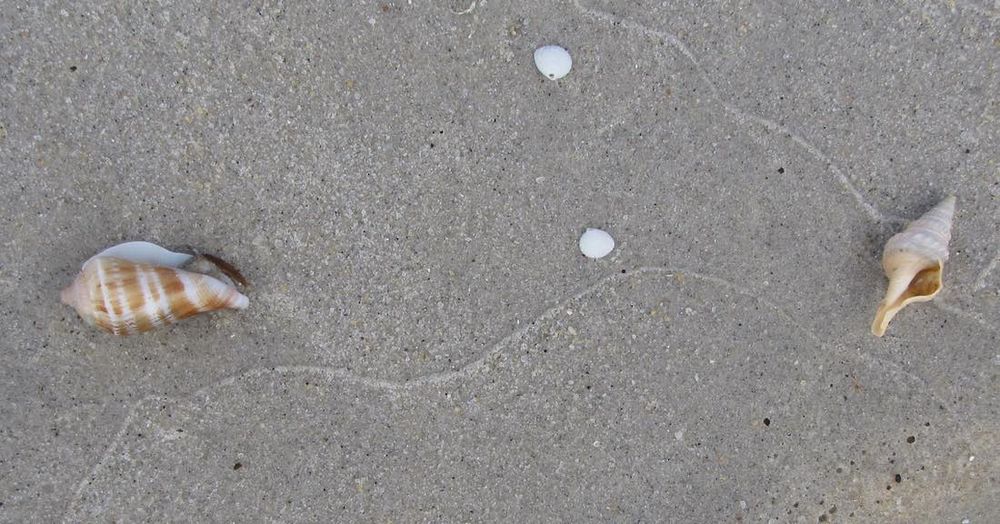 4 sea shells on sand