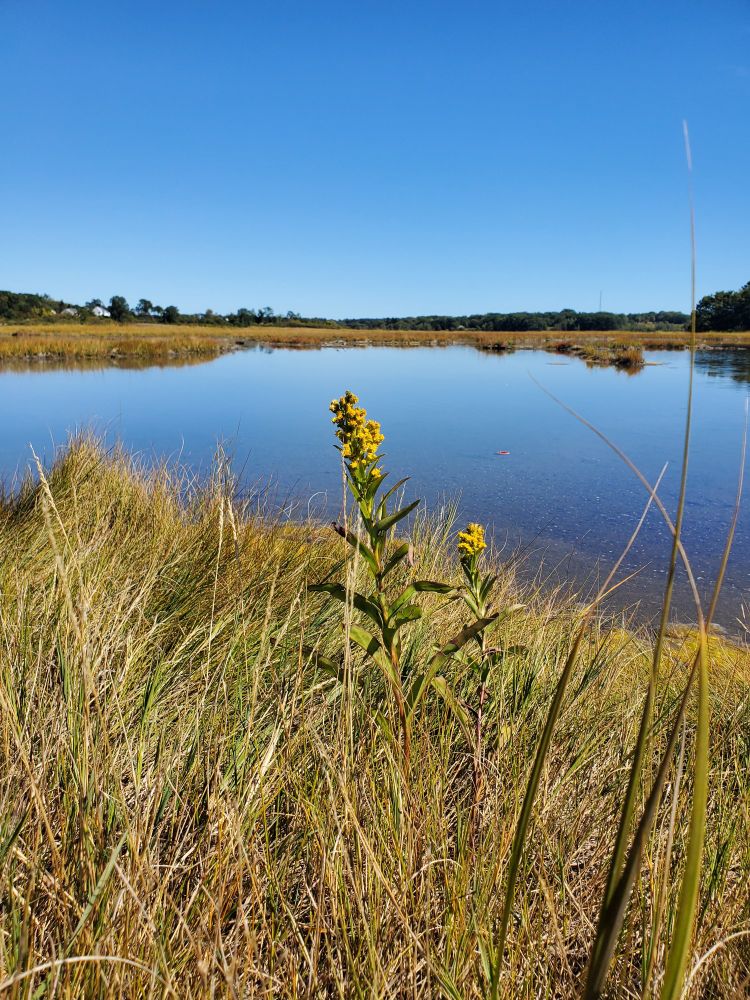 A yellow weed at the edge of a salt marsh on a sunny September day