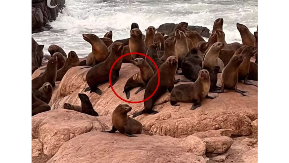 Animal percorreu cerca de 2 mil km após resgate e tratamento no litoral paulista
