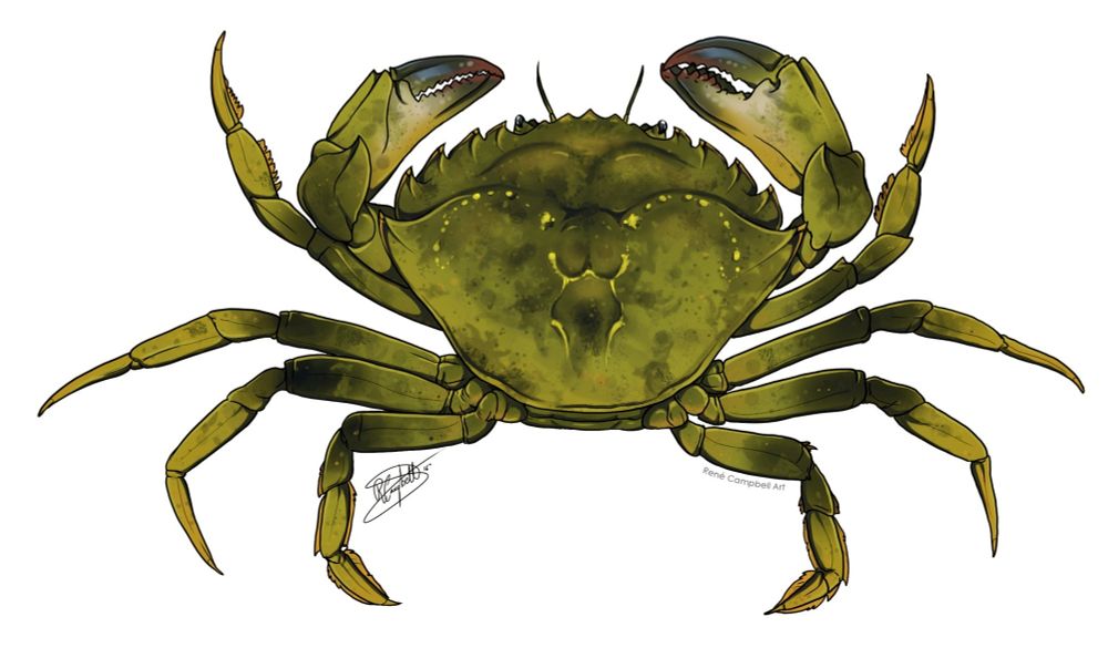 A digital illustration of a green European shore crab on a white background