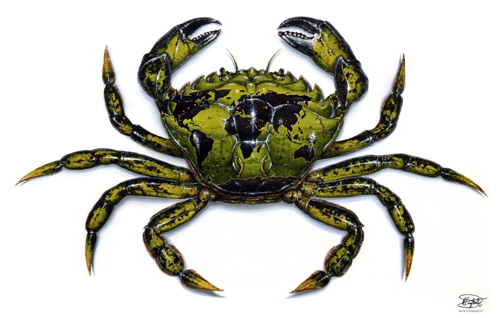 A watercolour illustration of a green European shore crab on a white background