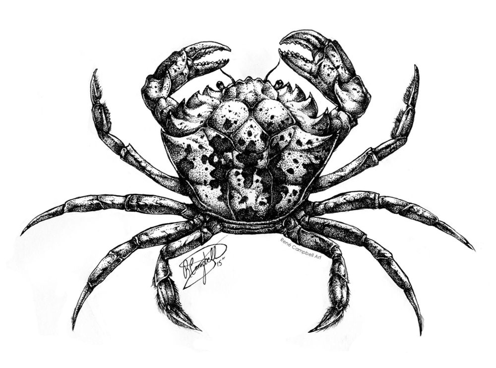 A black and white ink illustration of a European shore crab on a white background