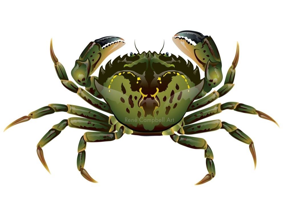 A digital illustration of a green European shore crab on a white background