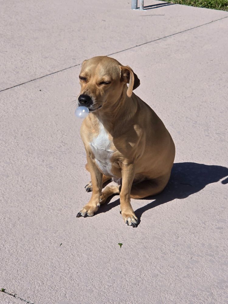 A beige dog sits outside with a small plastic bubble hanging out of her mouth, appearing like she is blowing a bubble with gum