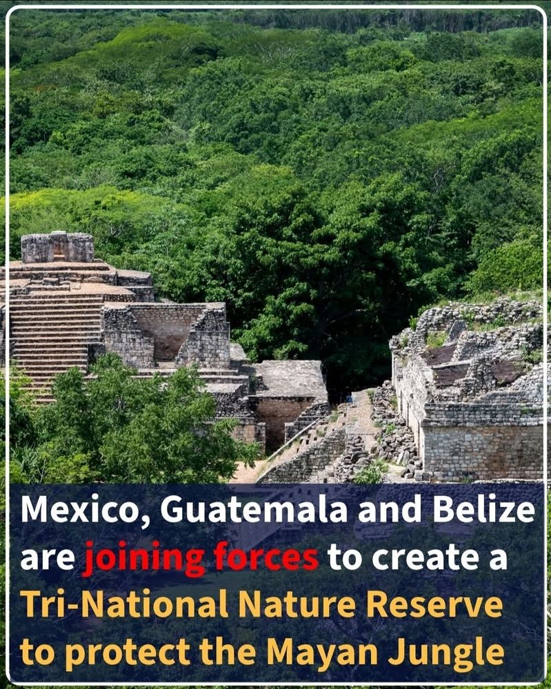 🚨 BREAKING: Mexico, Guatemala, and Belize are teaming up to create a shared reserve to safeguard the Mayan jungle! This new project will become the second biggest protected natural area in Latin America, right after the Amazon. The partnership aims to preserve biodiversity, stop deforestation, and make sure future generations can continue to enjoy the unique wildlife and culture of the region. Environmental groups are calling it a major win for both the planet and local Indigenous communities.
