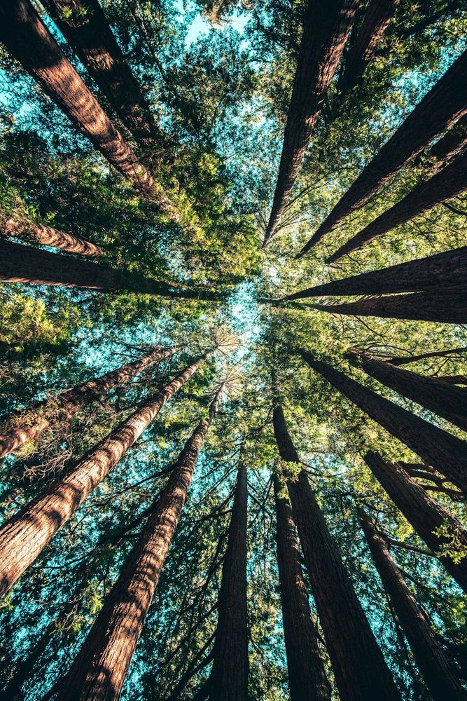 A photo in a forest looking up at the trees. The trees surround the the photographer.