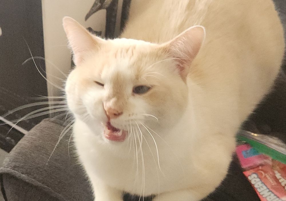 Flame point cat mid meow making angry face