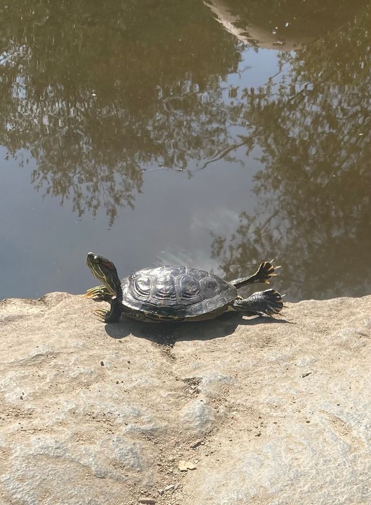 A snapping turtle warming itself on a rock, balancing on its belly, limbs unfurled and stretched wide, head held aloft in the sun