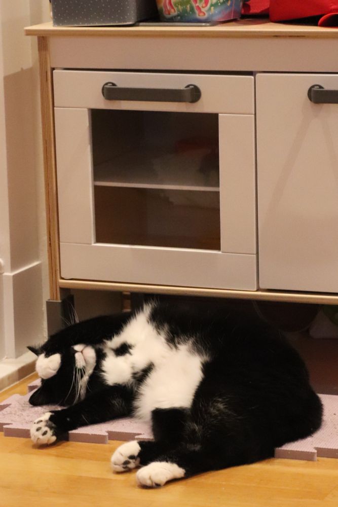 Tuxedo cat just can’t with this sh*t anymore 