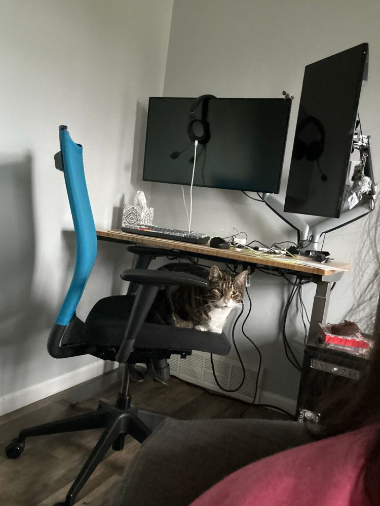 Cat, on a desk chair