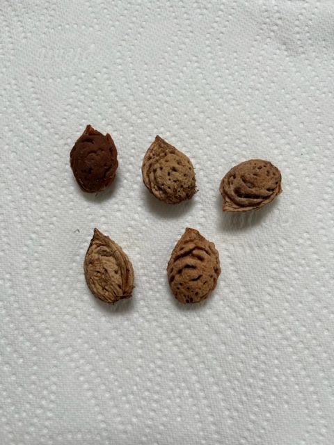 Peach kernels on a white kitchen paper