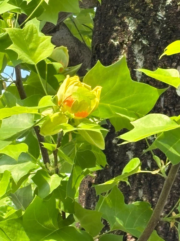 形はチューリップ　色は百合？