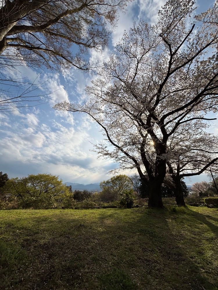桜のある公園から　　遠くに山並みも見える