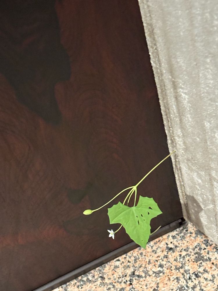 虫食い痕もちゃんとある　木彫作品　須田悦弘展