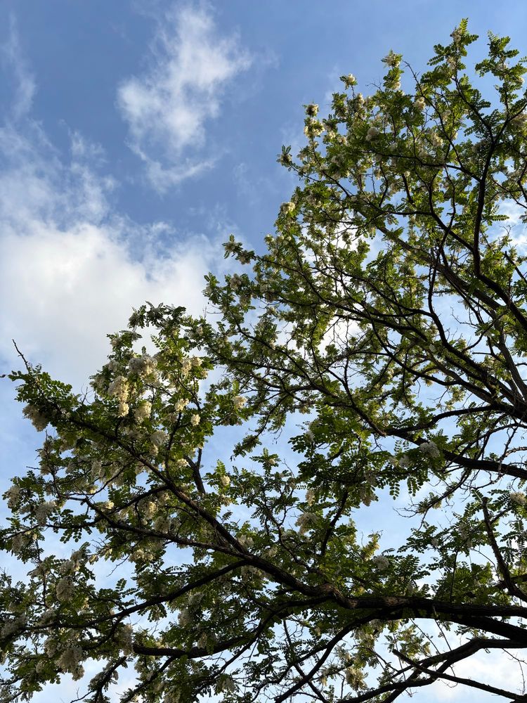 あまりピントが合ってないけど　白い花　ニセアカシア