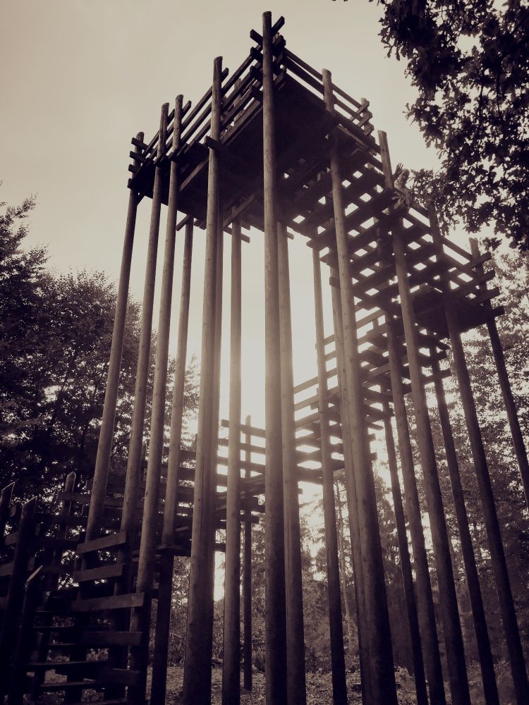 Tower tree in the forest