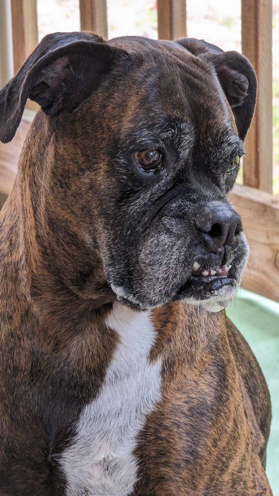 Boxer dog with under bite