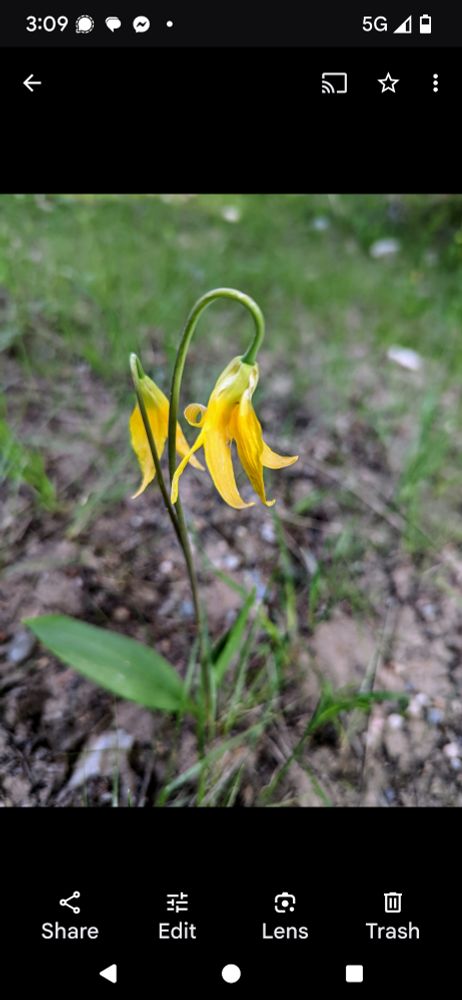 Yellow avalanche lily/glacier lily?