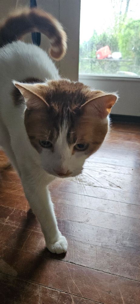 Image of my orange cat, Samhain.