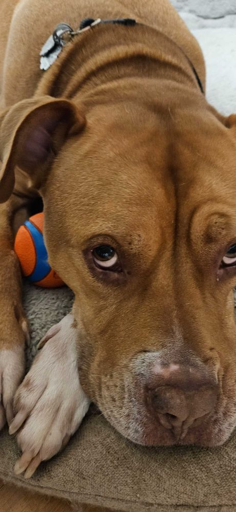 Picture of my dog 🐕 ♥️