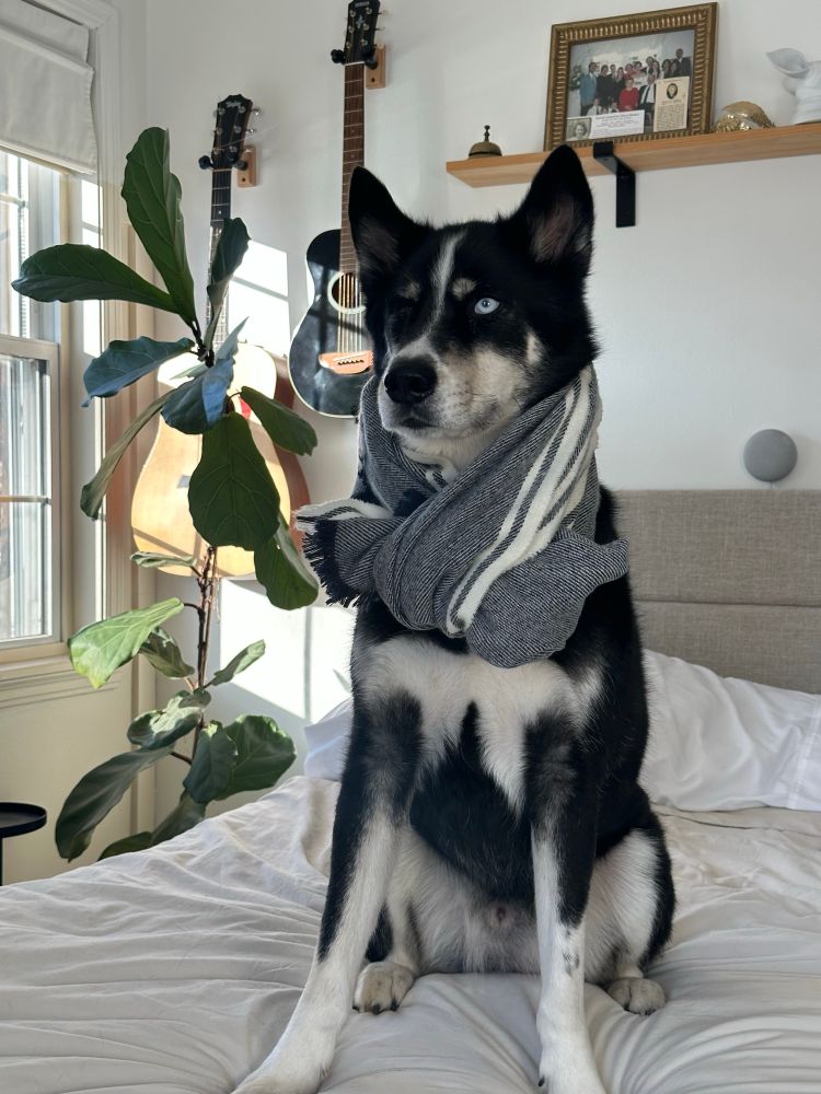 my husky sitting on a bed, dressed in a scarf