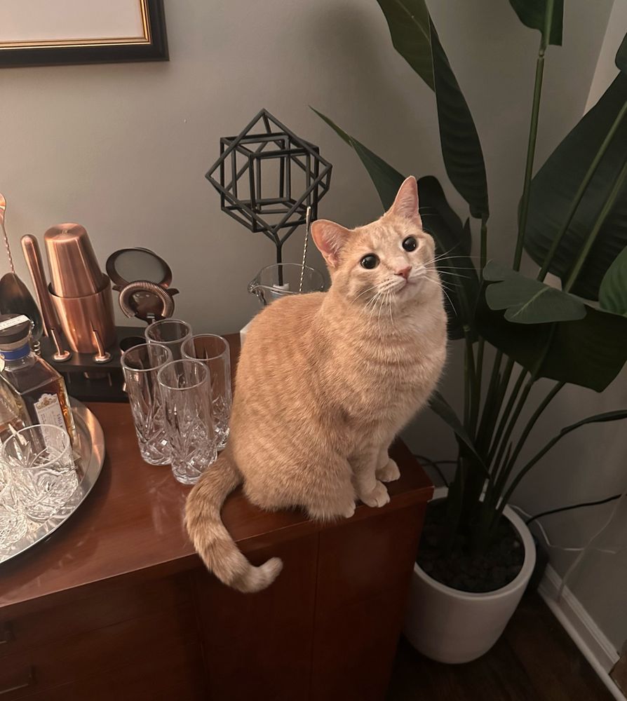 orange cat sitting atop a dresser