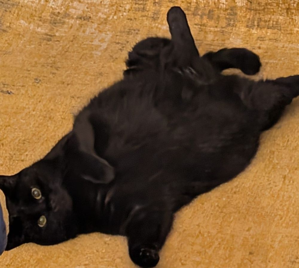 Eine dicke schwarze Katze liegt auf dem Rücken auf einem curryfarbenen Teppich und hat alle Viere von sich gestreckt. Sie  guckt mit gelben Augen in die Kamera 