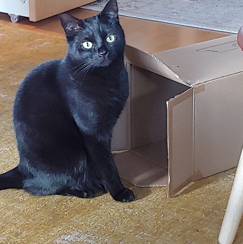 Ein schwarzer Kater sitzt neben einem geöffneten Karton. Dieser liegt auf der Seite mit der Öffnung zum Kater. Gelb-weißer Teppich. Im Hintergrund Parkett und ein beiger Teppich.