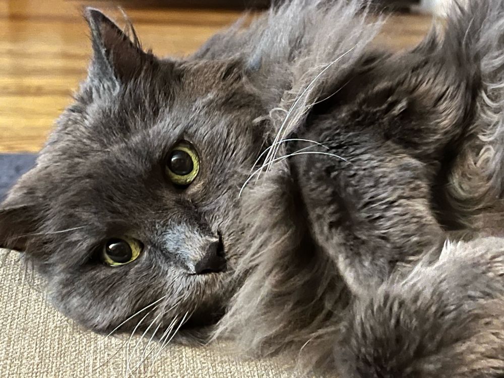Long haired gray cat with green eyes