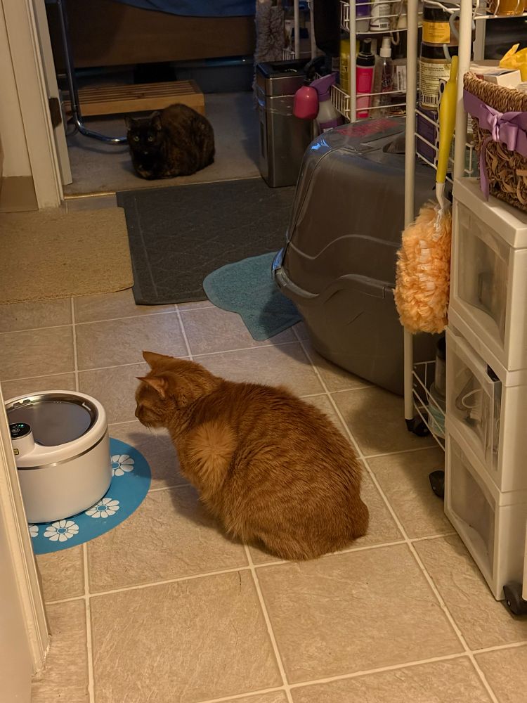 Oliver & Dawson are in awe of their wireless fountain. 😻