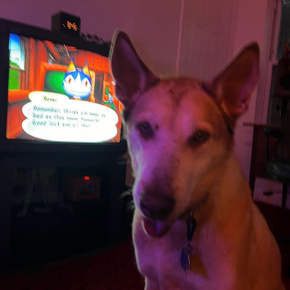a photo of patton smiling in front of a TV with Animal Crossing on the screen