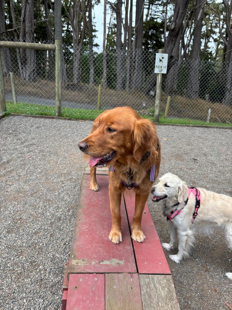 Daisy on the agility step, Poppy on the ground. 