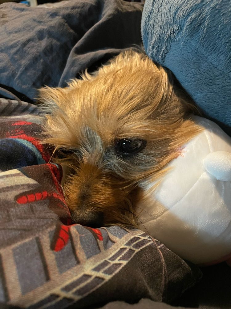 A Yorkshire terrier with her head on a pillow