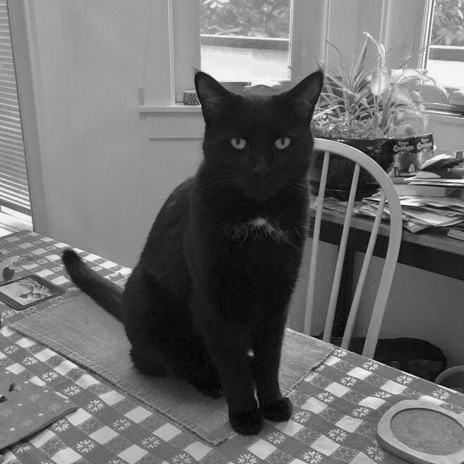 Black cat sitting upright on a dining room table, looking into the camera. 
