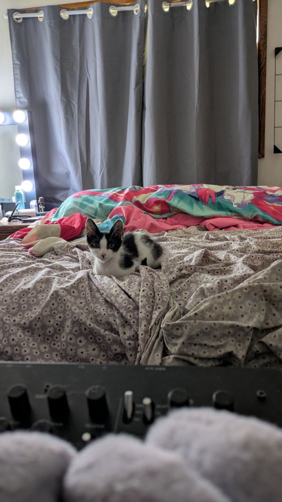 My black and white spotted kitten rex, loafed on my bed. My vanity mirror shines in the background 