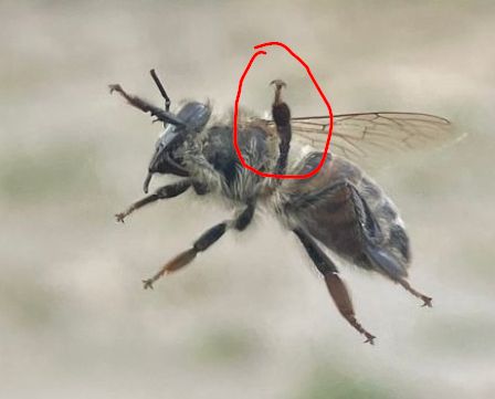 Comment image