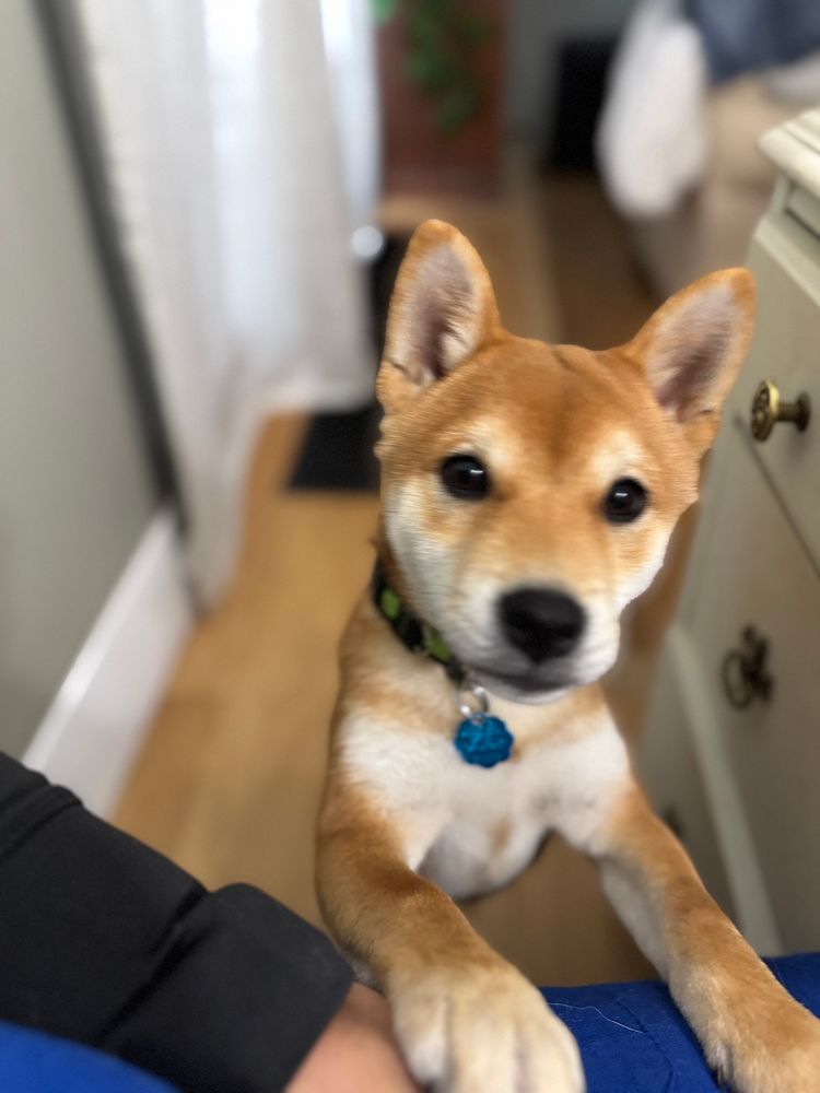 Picture of Vinny a Shiba Inu puppy 