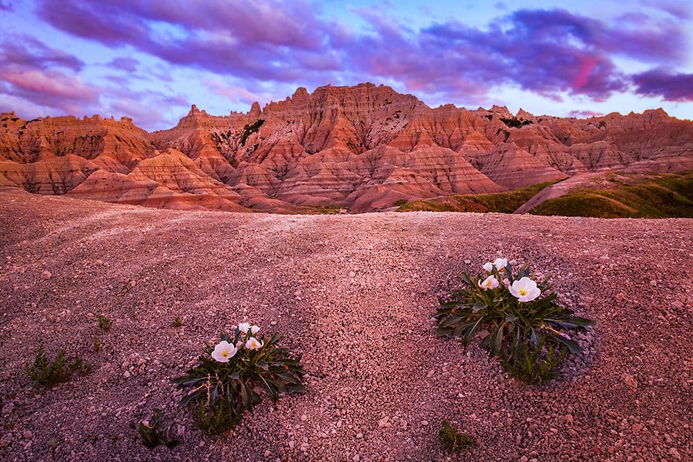 In Badlands National Park, South Dakota, two sets of desert flowers bloom in a desert landscape with rugged mountains and an evening sky in the distance.