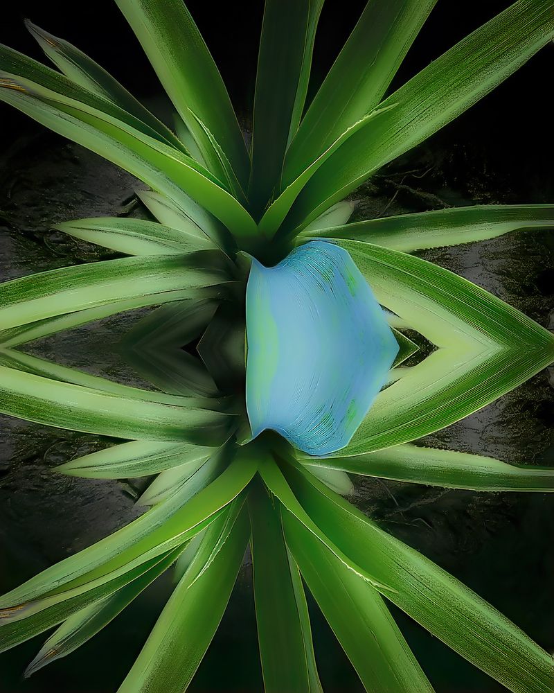 Abstract view of a spider plant.