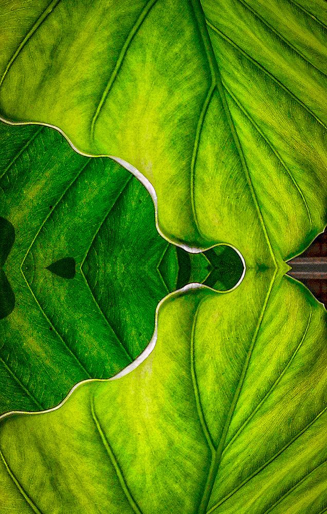 Abstract image with the shapes and textures of palm tree leaves.