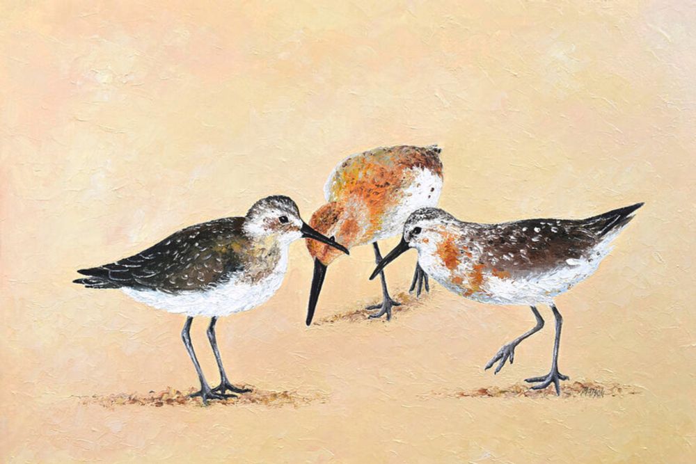 Sandpiper Birds - shore bird painting by Jan Matson